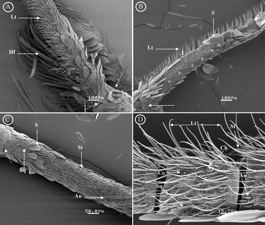Scanning electron micrographs showing (A) male antenna. Hair tufts or modified scales occur on the base of the antenna. The discontinuous arrow shows the beginning of the antenna. (B) Male antenna, showing peaks on the first seven segments (1–7) and long trichoidea sensilla (type I). (C) Female antenna. The short sensilla (type II). (D) Examples of most sensilla types present on the antenna of both sexes of Z. dixolophella. Hf, hairs tuft or modified scales; Lt, long trichoidea sensilla; St, short trichoidea sensilla; Co, coeloconicum sensillum; Bb, Böhm bristles; Sq, squamiform sensillum; Au, auricillica sensillum; S, scales